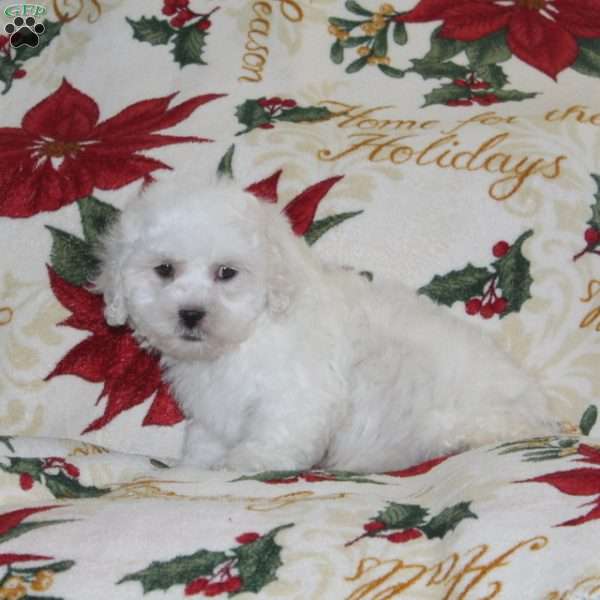 Wrinkle, Bich-Poo Puppy